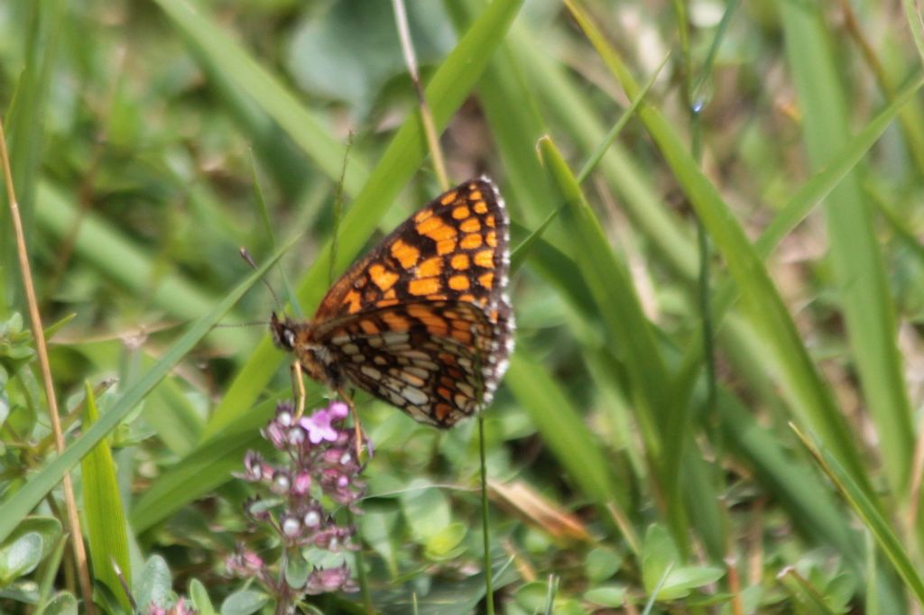 Melitaea athalia? Melitaea athalia o Melitaea celadussa